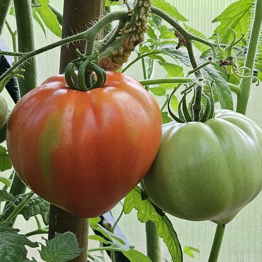 Box Car Willie - Heirloom Tomato