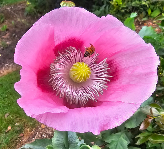 Breadseed Poppy - Papaver somniferum