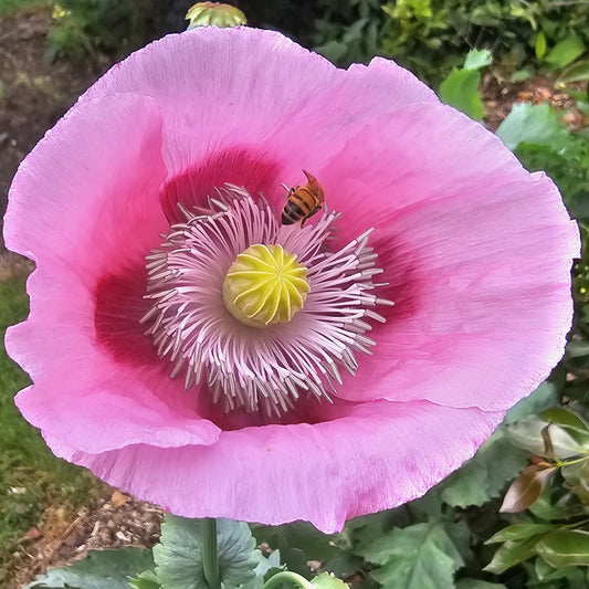 Breadseed Poppy - Papaver somniferum
