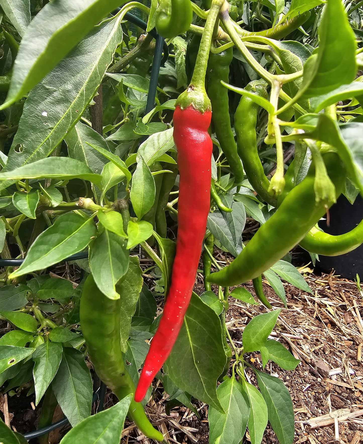 Cayenne - Heirloom Chilli