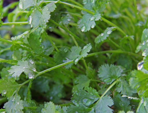 Coriander - Culinary Herb