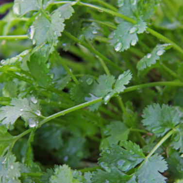 Coriander - Culinary Herb