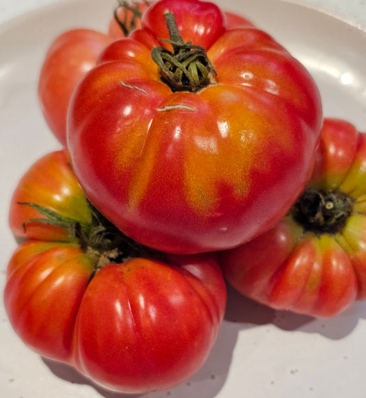 Croatian - Heirloom Tomato