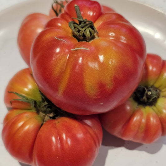 Croatian - Heirloom Tomato