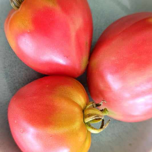 Cuore de Toro (Bull's Heart) - Heirloom Tomato