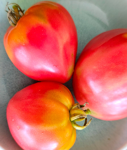 Cuore de Toro (Bull's Heart) - Heirloom Tomato