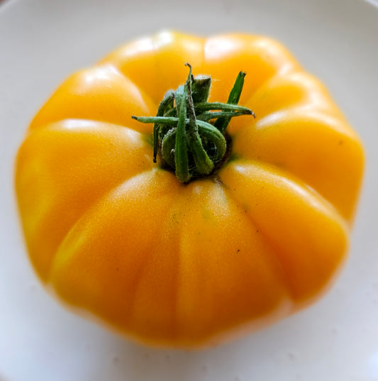 Dr Wyche's Yellow - Heirloom Tomato