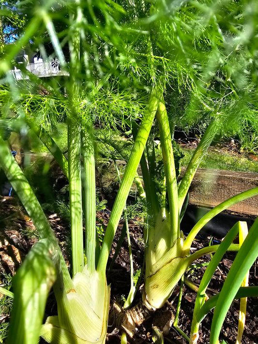 Fennel - Culinary Herb