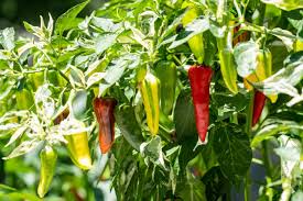 Fish Pepper