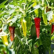 Fish Pepper