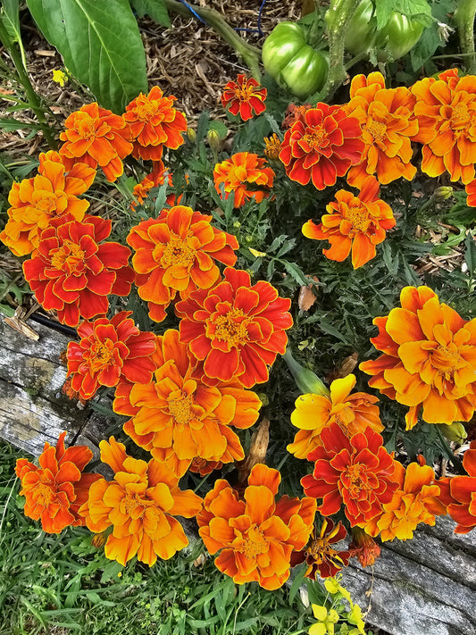 French Marigold