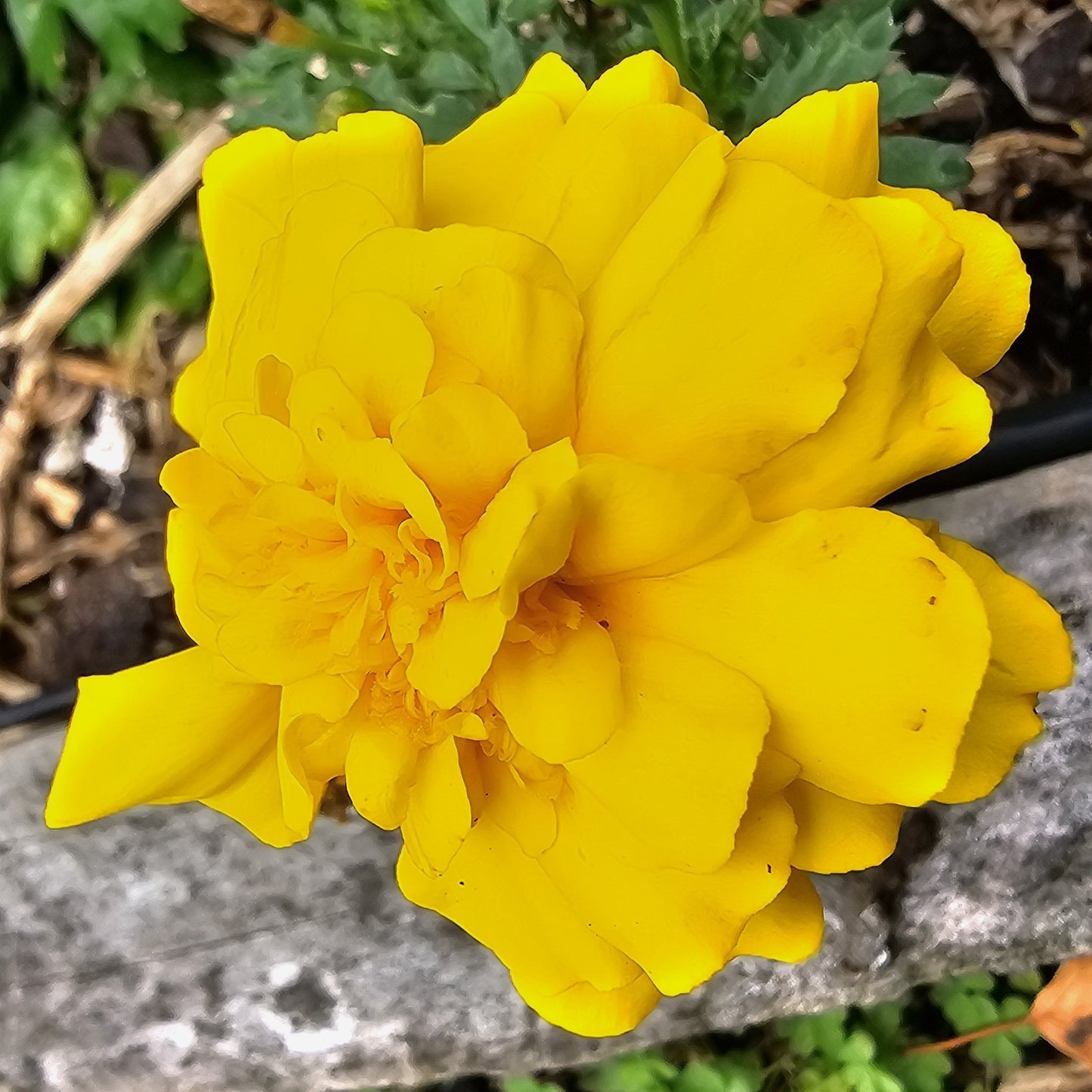 French Marigold