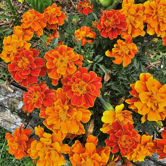 French Marigold