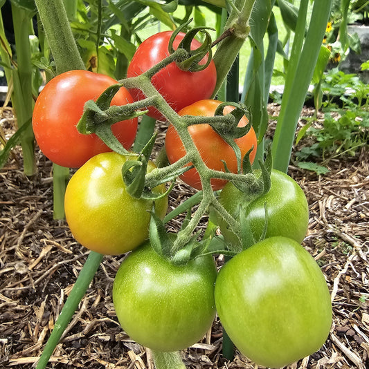 Gardener's Delight - Heirloom Tomato