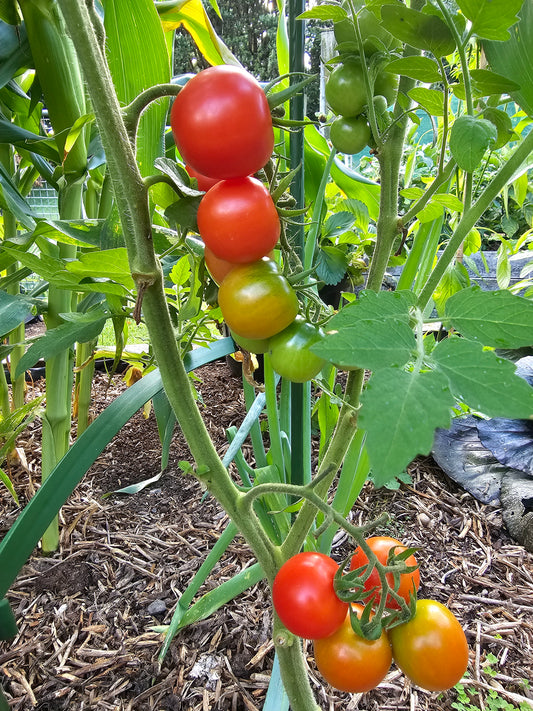 Gardener's Delight - Heirloom Tomato