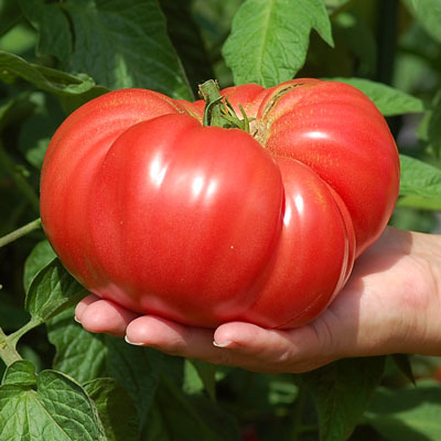 Giant Belgium - Heirloom Tomato
