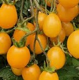 Ildi - Heirloom Tomato