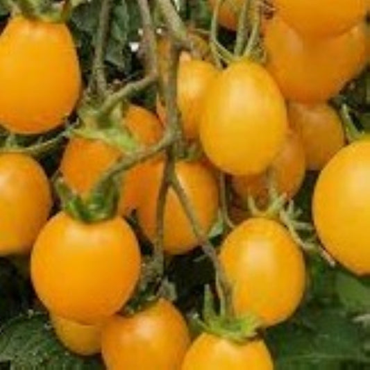 Ildi - Heirloom Tomato