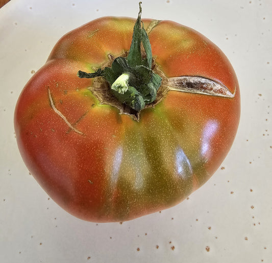 Italian Sweet - Heirloom Tomato