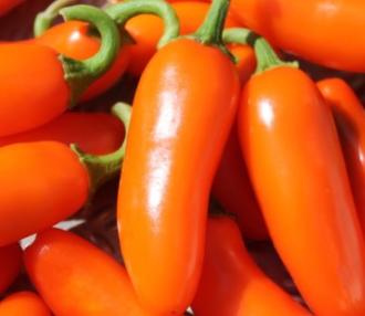 Orange Spice Jalapeño - Heirloom Pepper