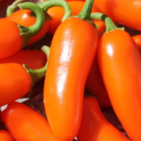 Orange Spice Jalapeño - Heirloom Pepper