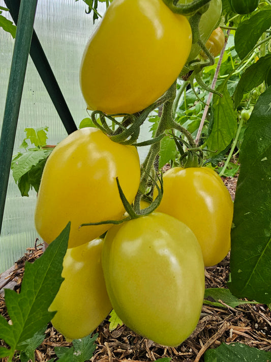 Lemon Tree - Heritage Tomato