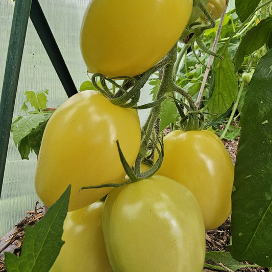 Lemon Tree - Heritage Tomato