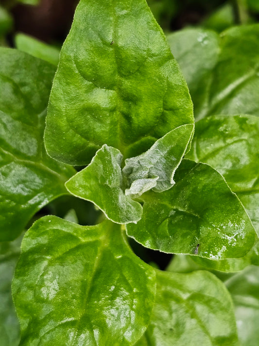 New Zealand Spinach (Kōkihi)