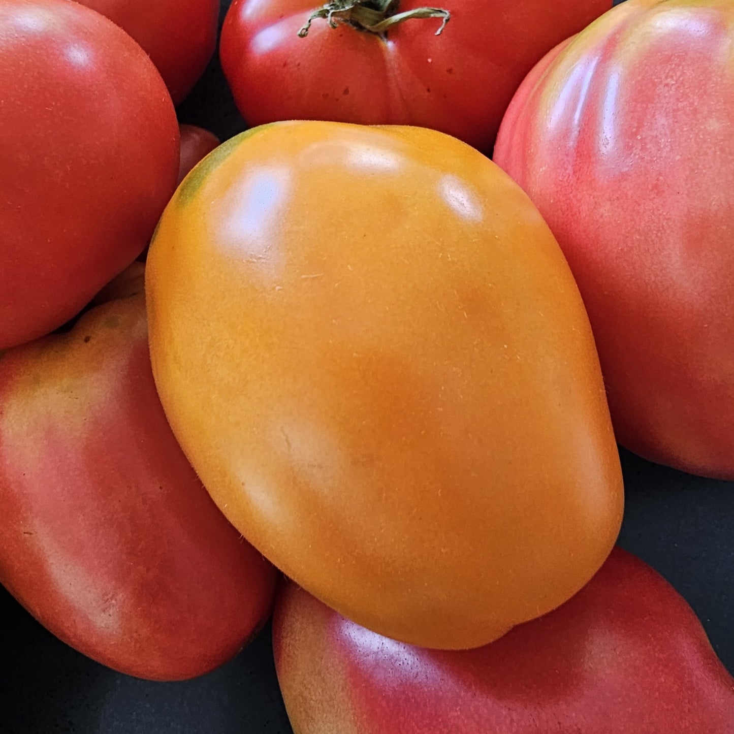 Orange Icicle - Heirloom Tomato
