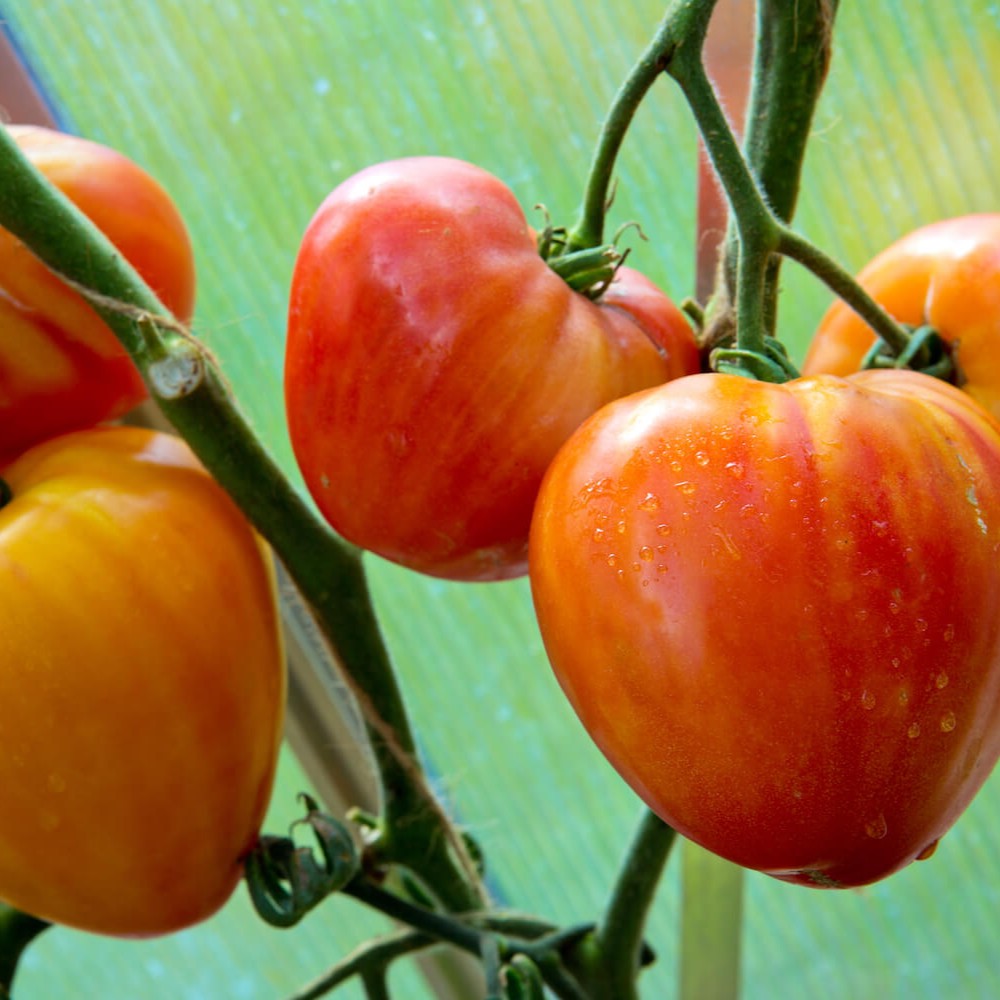 Orange Russian - Heirloom Tomato