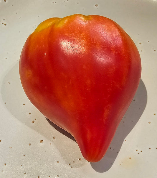 Oxheart Bi-colour Striped - Heirloom Tomato