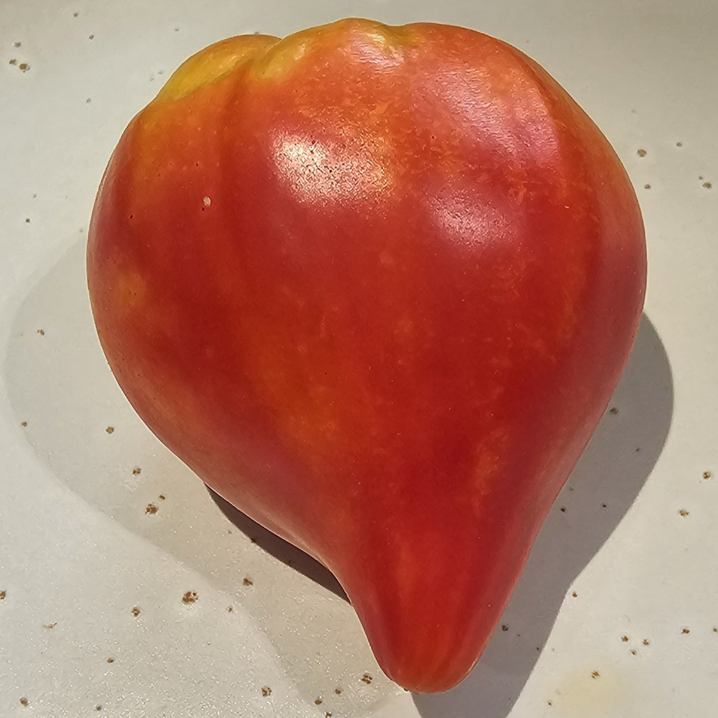 Oxheart Bi-colour Striped - Heirloom Tomato