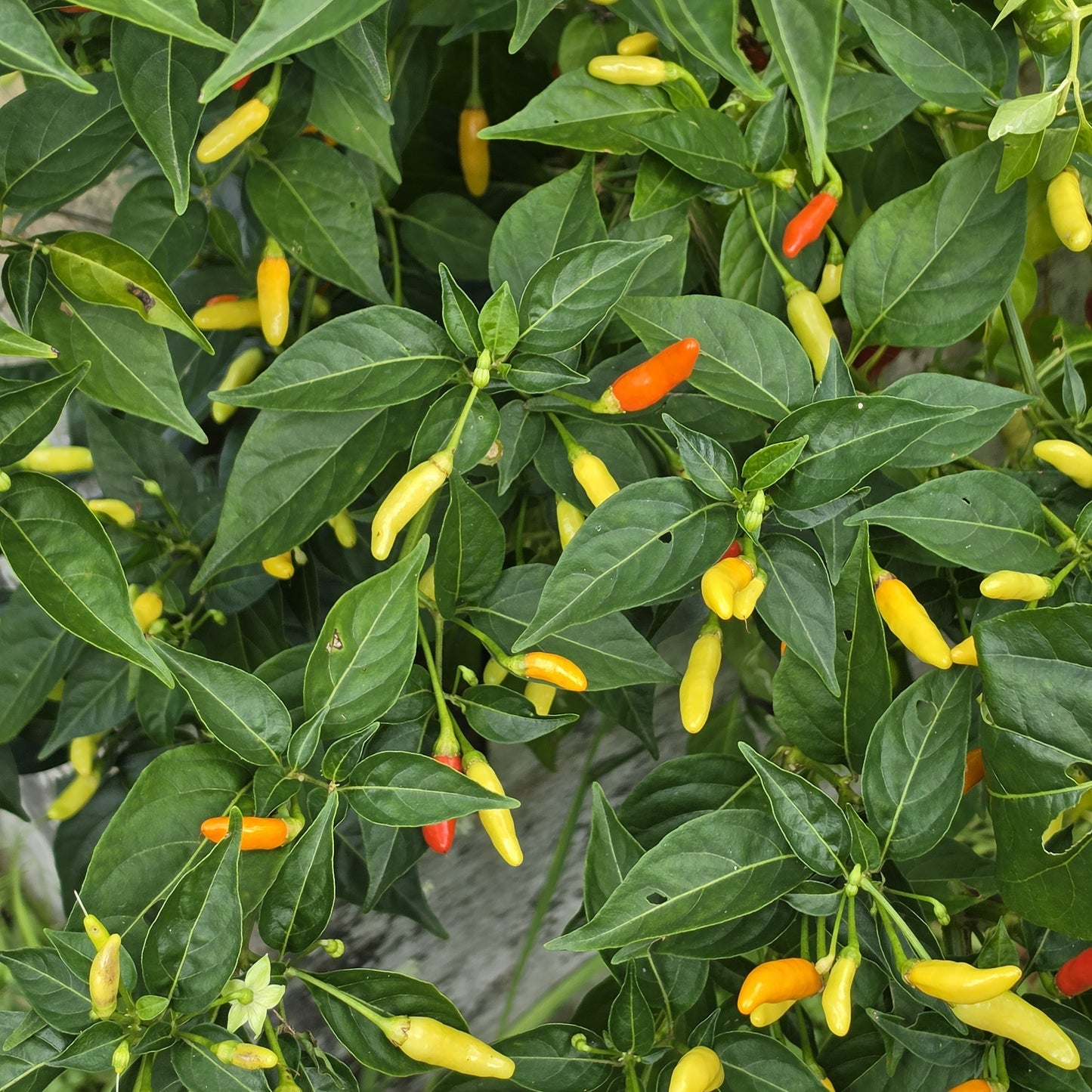 Peri Peri (African Bird's Eye) - Heirloom Chilli