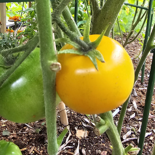 Pink Grapefruit - Heirloom Tomato