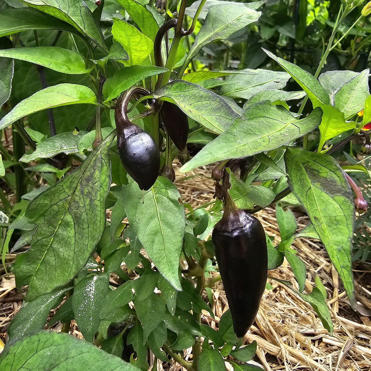 Purple Jalapeño - Heirloom Chilli
