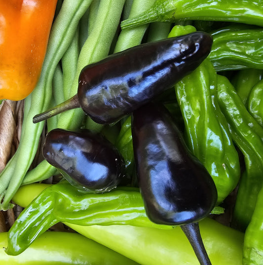 Purple Jalapeño - Heirloom Chilli
