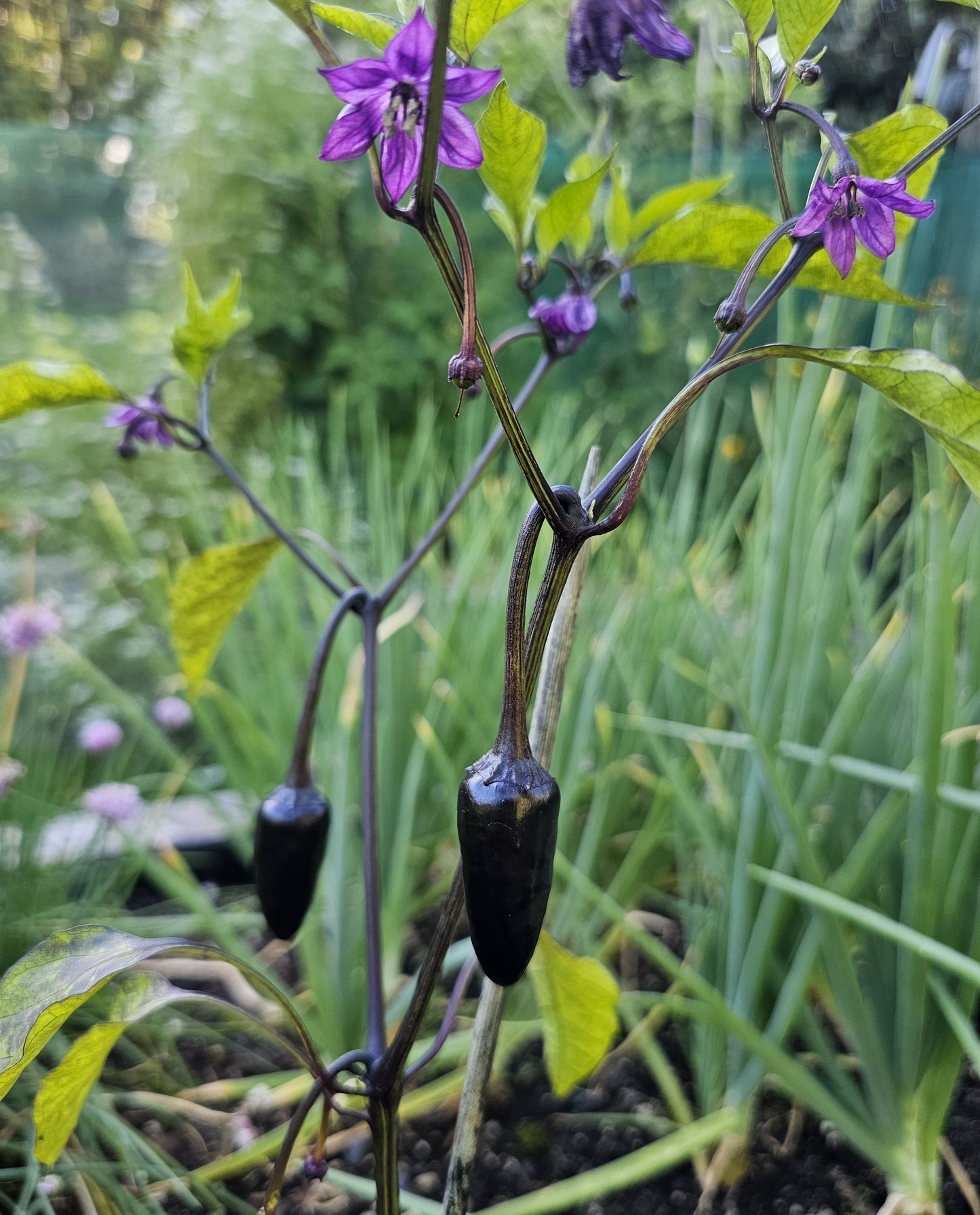 Purple Jalapeño - Heirloom Chilli