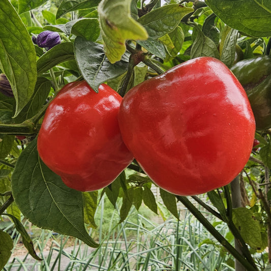 Rocoto Chilli - Capsicum pubescens