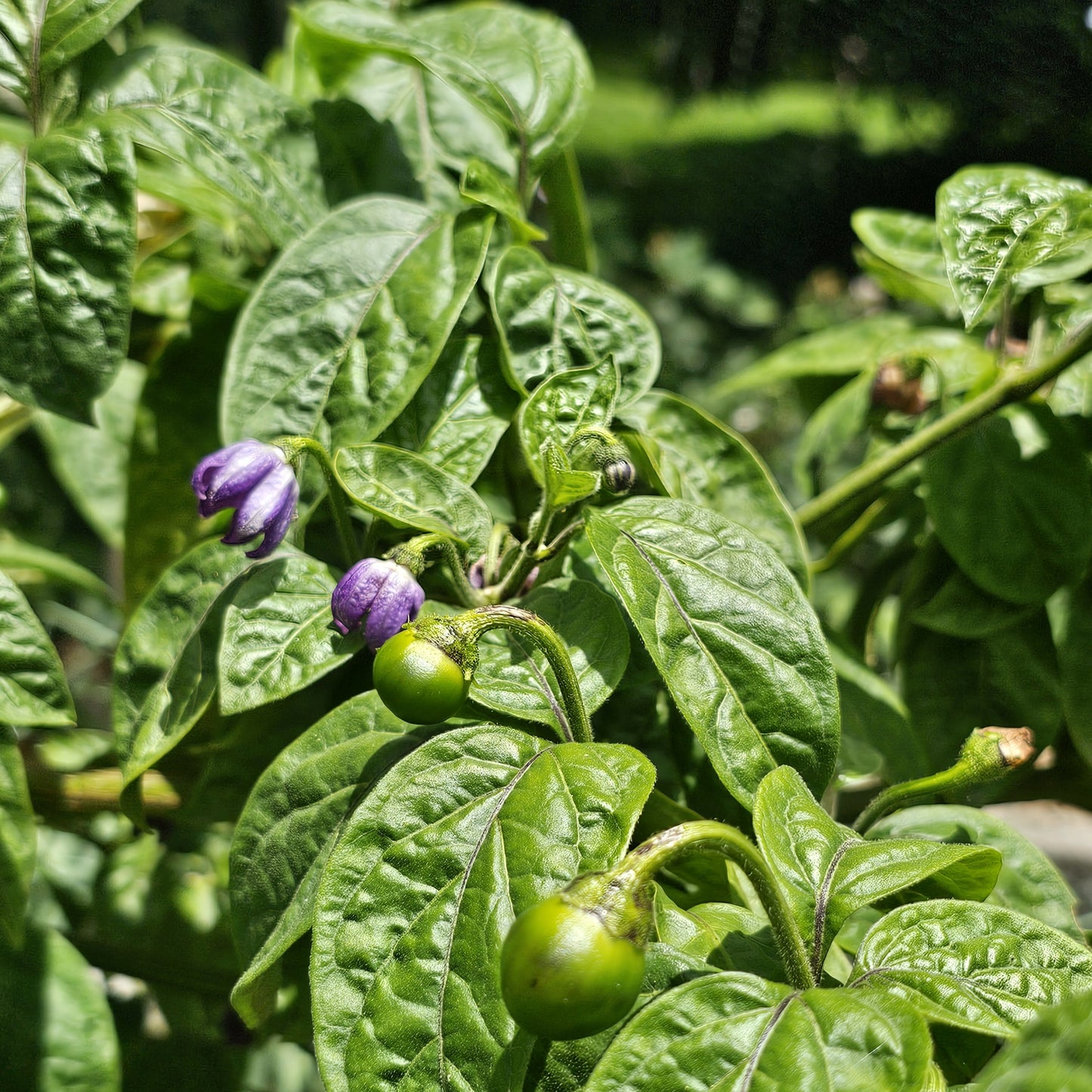 Rocoto Chilli - Capsicum pubescens