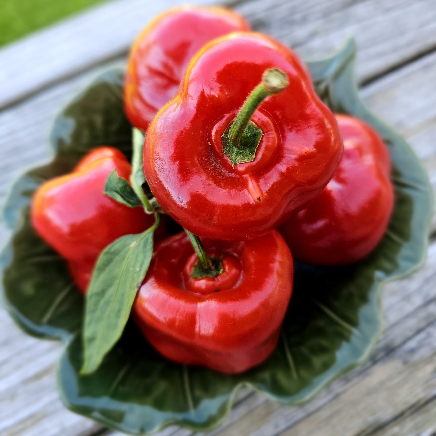 Rocoto Chilli - Capsicum pubescens