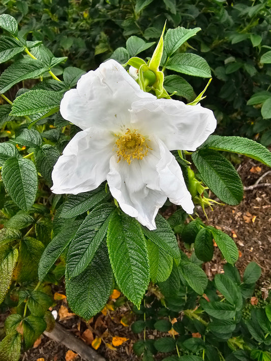 Rugosa Rose - Alba