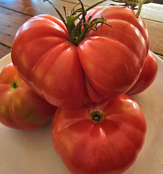 Russian Rose - Heirloom Tomato