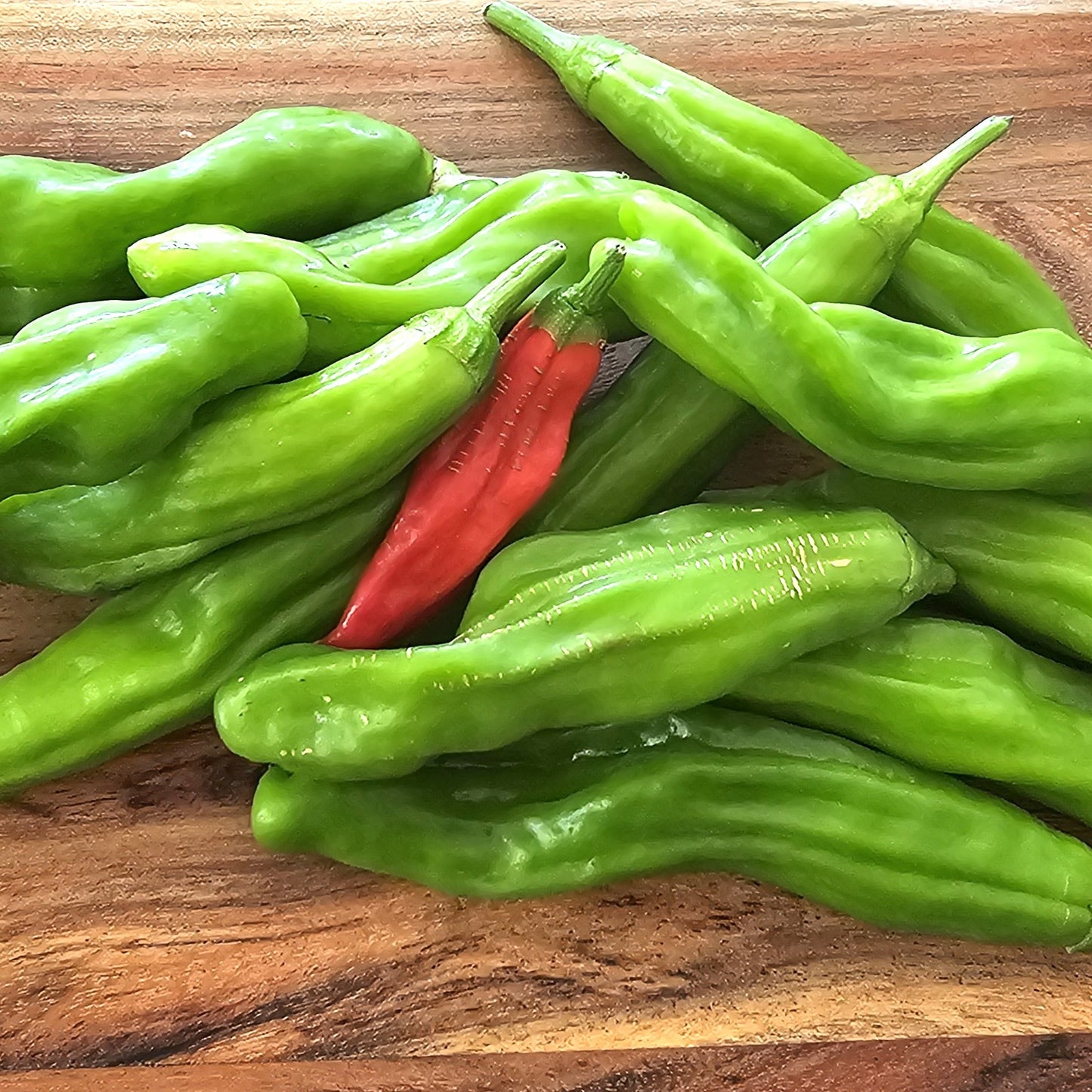 Shishito Pepper