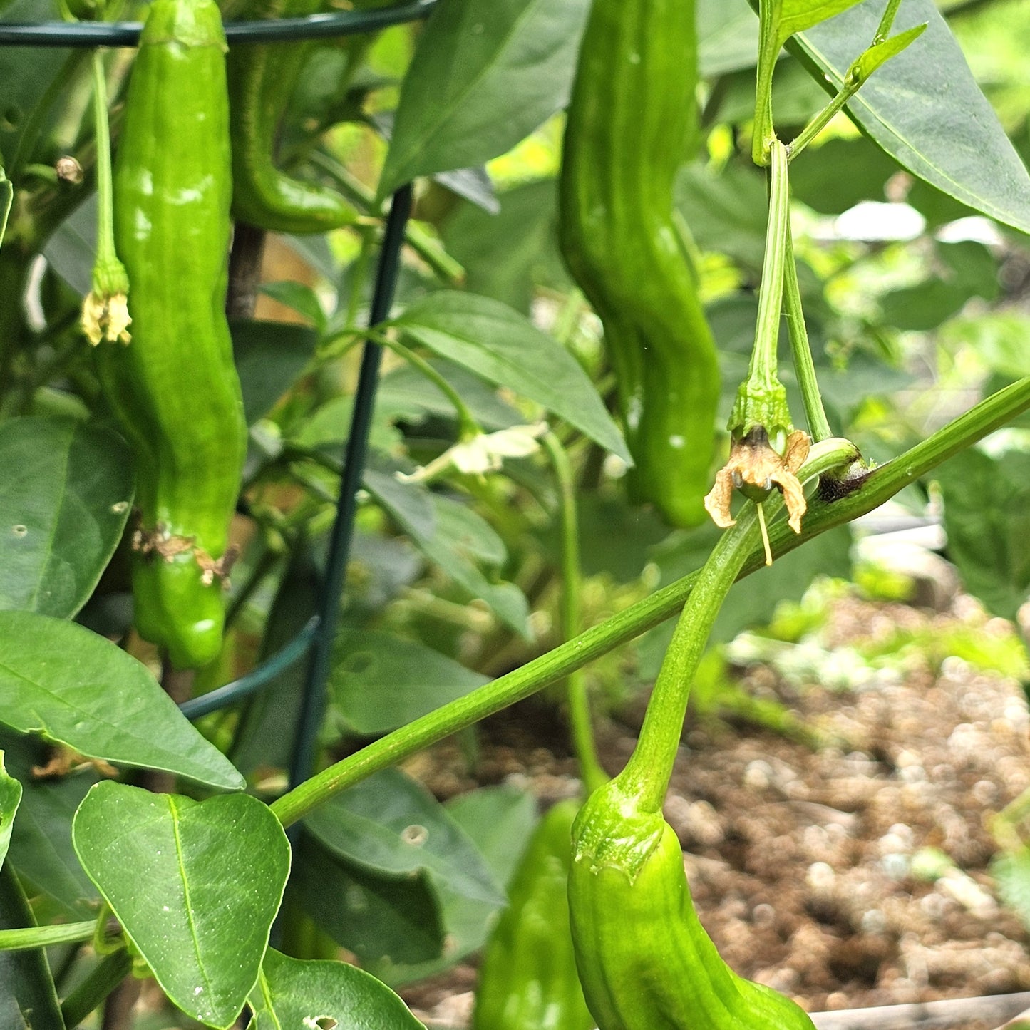 Shishito Pepper