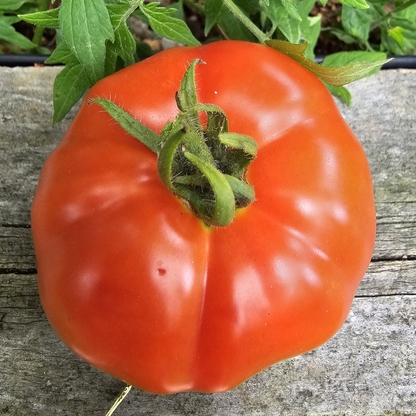 Silvery Fir Tree - Heirloom Tomato