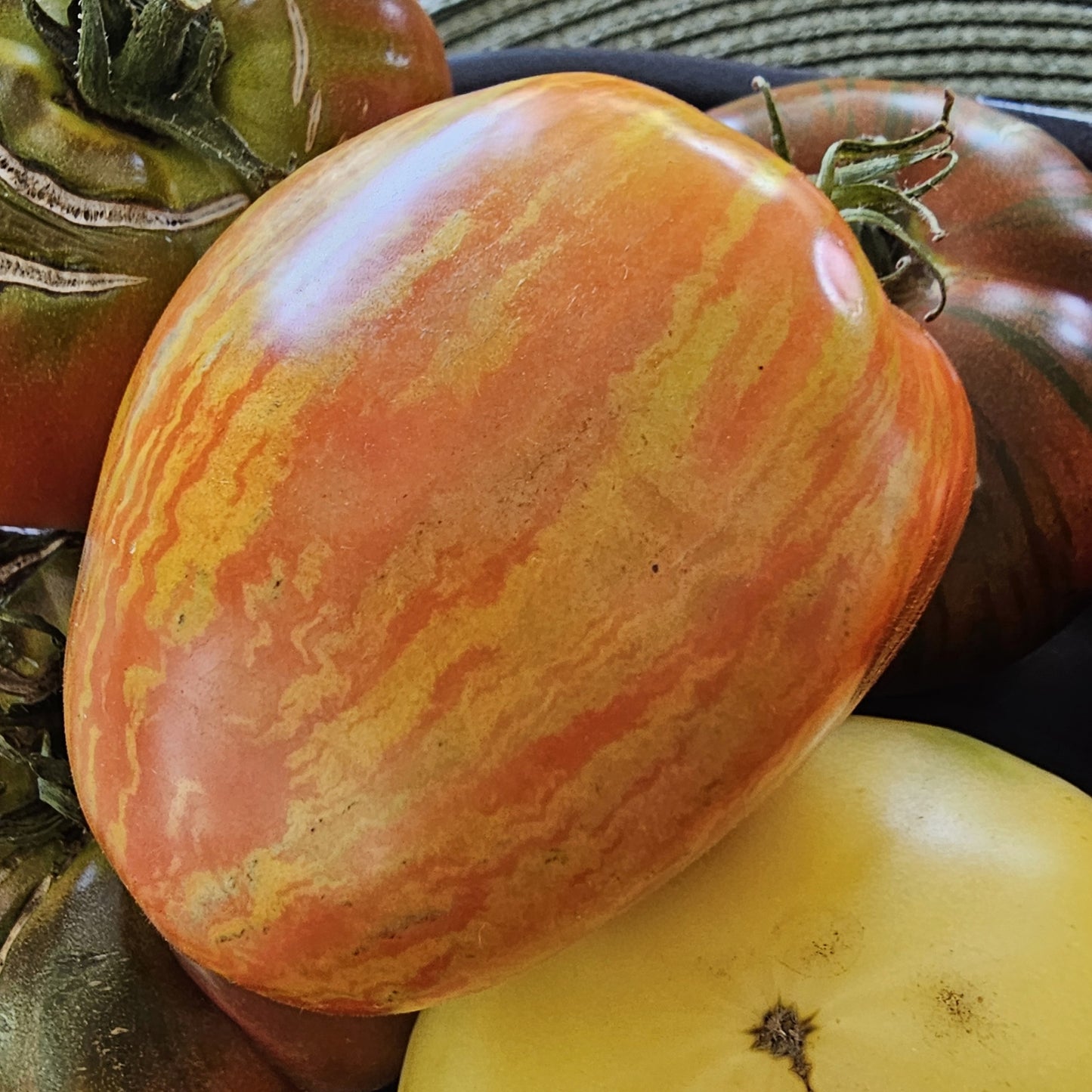 Speckled Roman - Heirloom Tomato