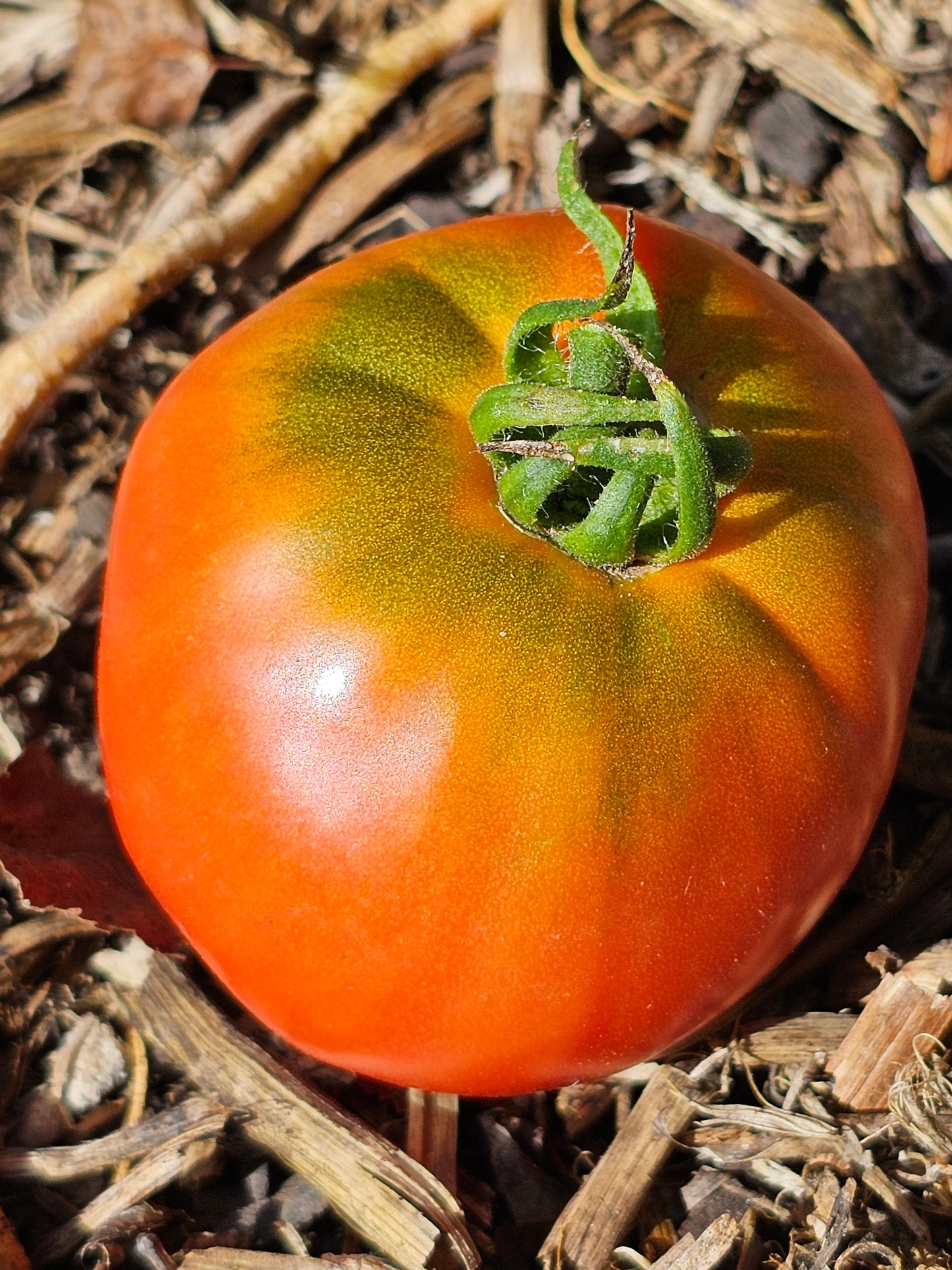 Thessaloniki - Heirloom Tomato