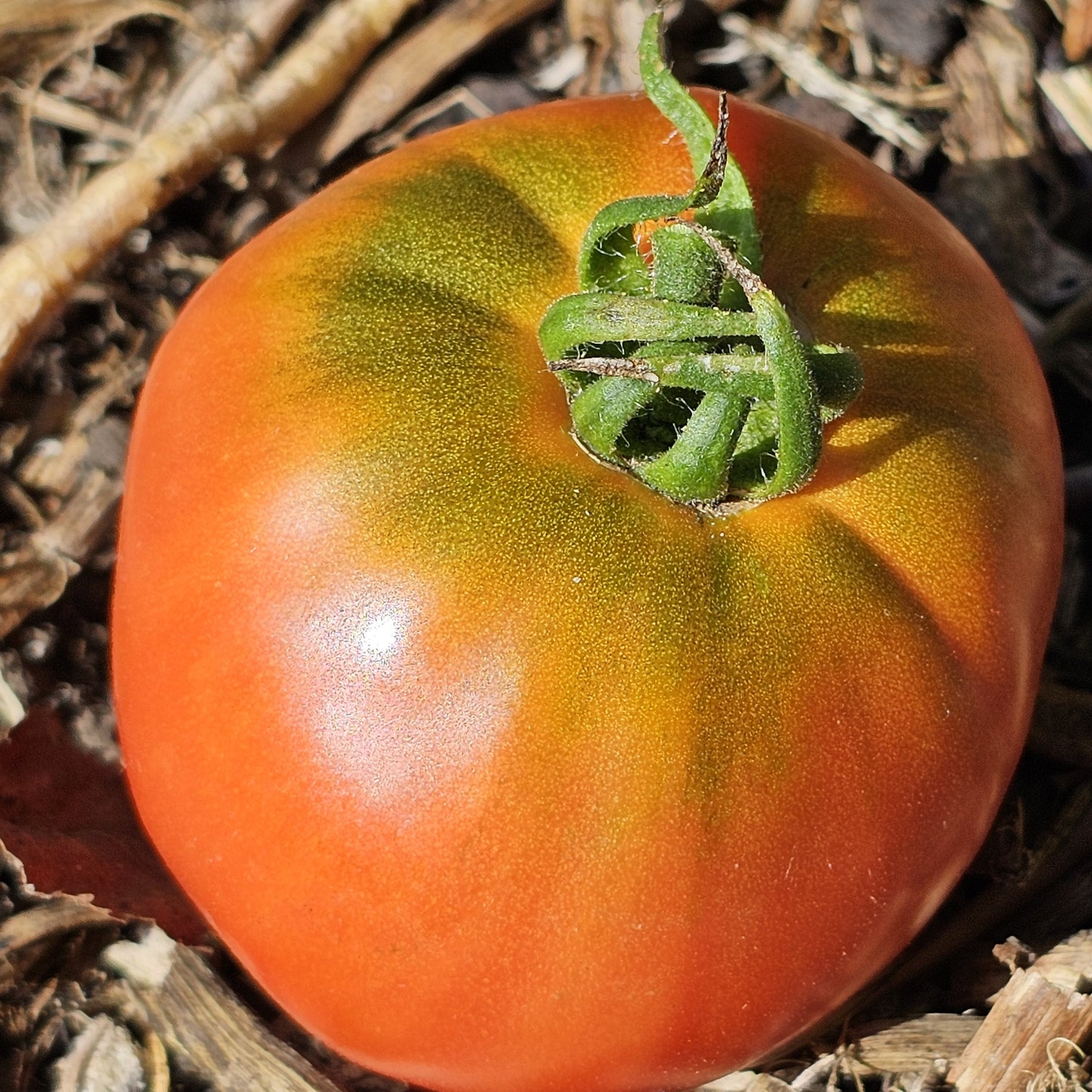 Thessaloniki - Heirloom Tomato