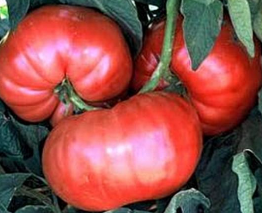 Tiffen Mennonite - Heirloom Tomato