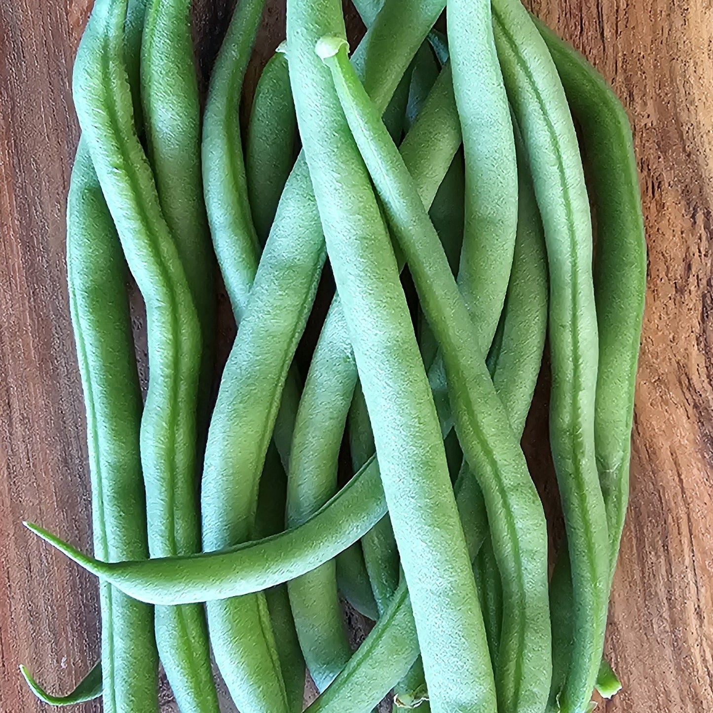 Triomphe de Farcy - Heirloom Bean
